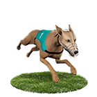 大眾娛樂城白金賽狗 大眾娛樂城白金賽狗